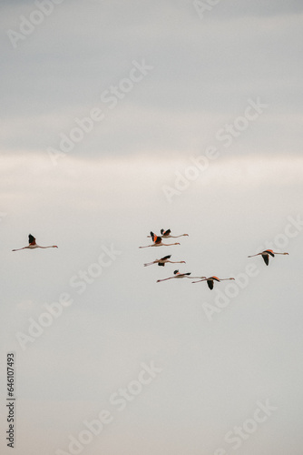 flamingos at sunset in the lake