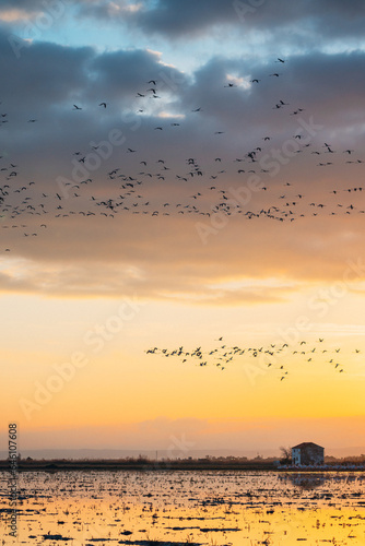 flamingos at sunset in the lake