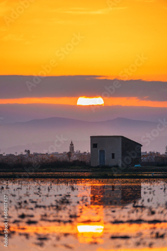 flamingos at sunset in the lake