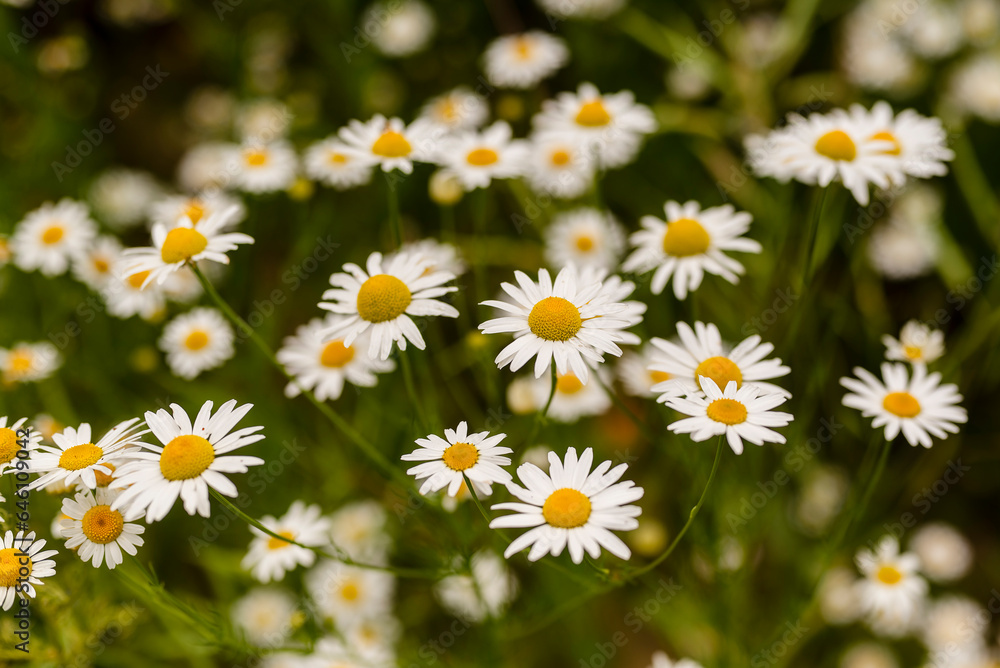 White and yellow blossoms of flowering chamomile, a widely known medicinal herb, shine on a green background