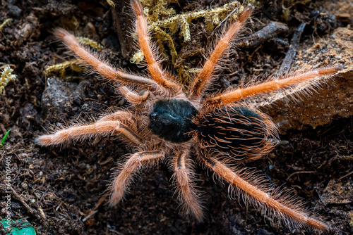 Colombian giant red leg tarantula Megaphobema robustum