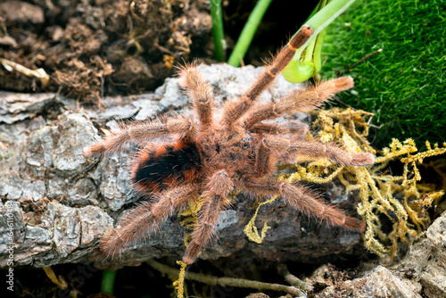 Venezuelan red stripe tarantula Avicularia minatrix