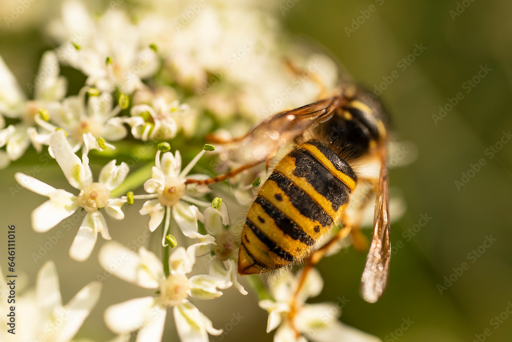 Macro photo of a wasp (Vespula) picking pollen from flowering hogweed, either a German wasp (Vespula germanica) or a common wasp (Vespula vulgaris) Macro photo of a wasp (Vespula) picking pollen from flowering hogweed, either a German wasp (Vespula germanica) or a common wasp (Vespula vulgaris)