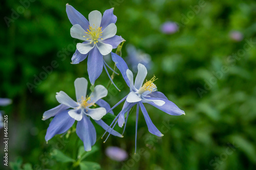 Three Columbine Bloom Close Together