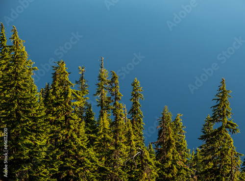 Tops of Pine Trees Contrast Against the Blue Waters of Crater Lake