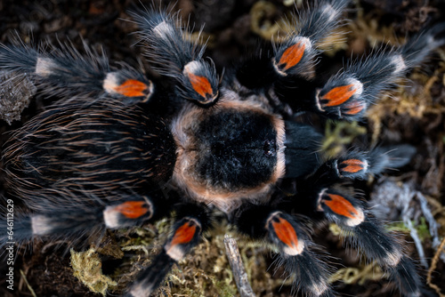 Mexican flameknee tarantula Brachypelma auratum © tempisch