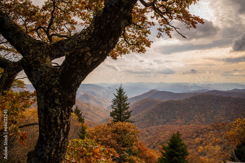 Fotografi Tree on an overlook of the Blue Ridge Mountains