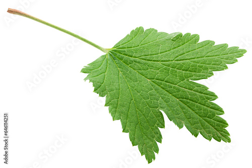 Currant Leaf isolated on white background, full depth of field
