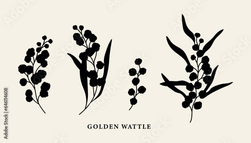 Flat vector wattle branches illustration