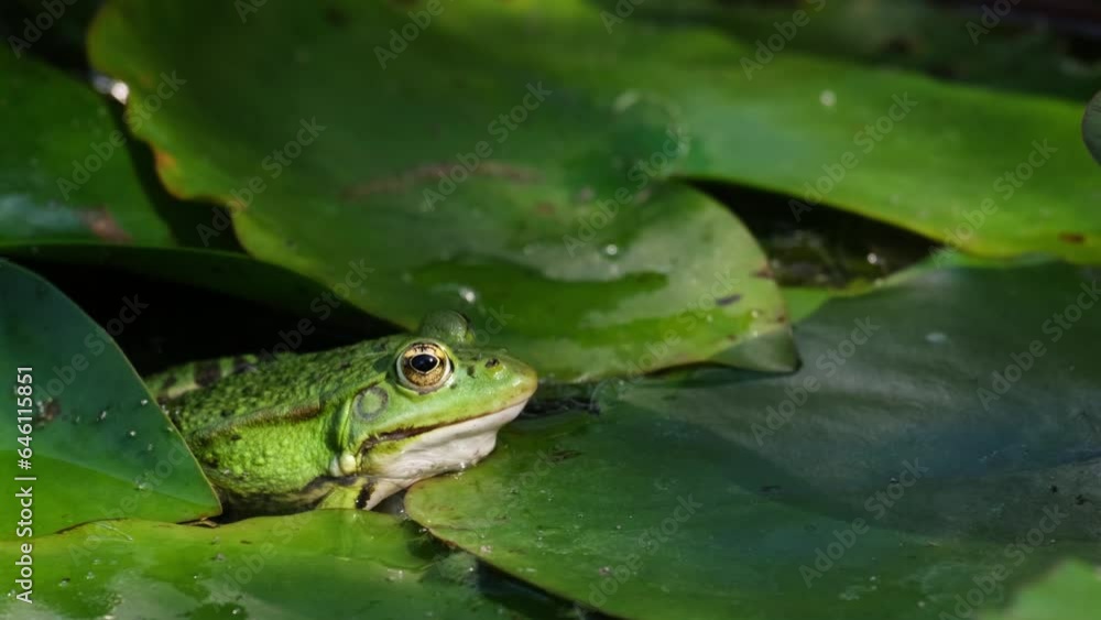 Close-up of a green marsh frog (Pelophylax ridibundus) sitting in the water among waterlily leaves and moving his neck and his body. Slow motion of an aquatic animal breathing in garden pond. 4K Close-up of a green marsh frog (Pelophylax ridibundus) sitting in the water among waterlily leaves and moving his neck and his body. Slow motion of an aquatic animal breathing in garden pond. 4K