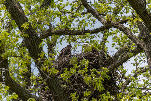 Bald Eagle In The Nest With Her Eaglet In Spring In Wisconsin