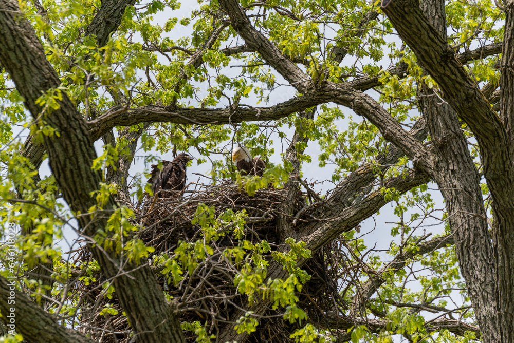 Bald Eagle In The Nest With Her Eaglet In Spring In Wisconsin Bald Eagle In The Nest With Her Eaglet In Spring In Wisconsin