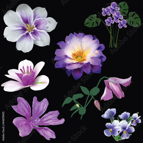 set of seven violet flowers isolated on black