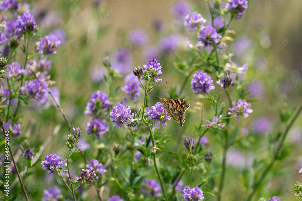 A colorful butterfly perched on purple flowers. A colorful butterfly perched on purple flowers.