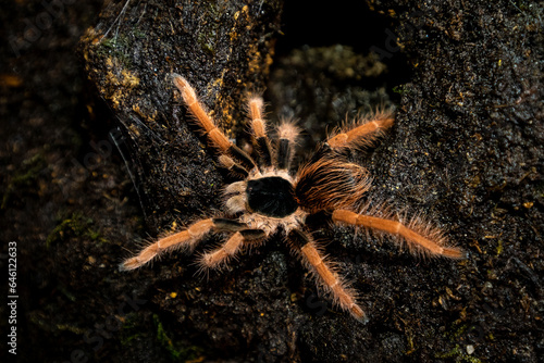 Colombian giant red leg tarantula Megaphobema robustum photo