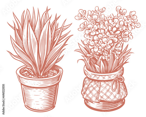 Flower, plant leaves in a pot in sketch style. Houseplant vector illustration vintage engraving style