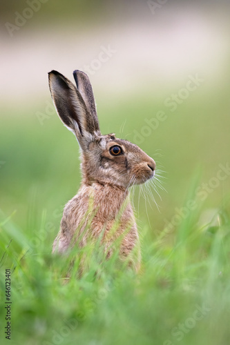 Brown Hare (Lepus europaeus) in summer meadow © davemhuntphoto
