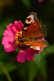 Peacock butterfly on a pink zinnia flower in autumn in the garden