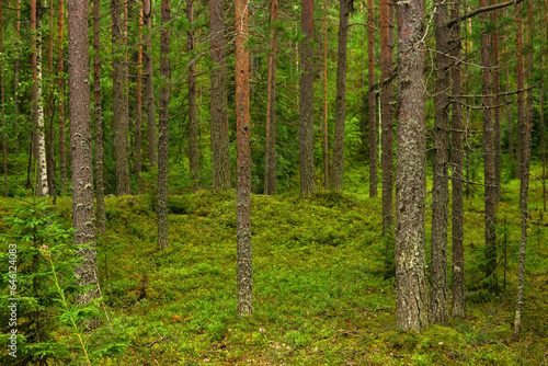 natural landscape, pine boreal forest with moss undergrowth, coniferous taiga