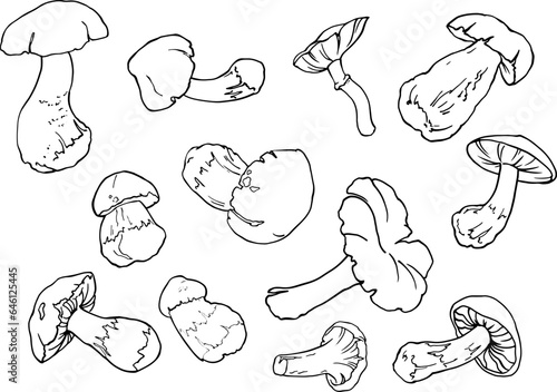 Vector set of mushrooms. Hand drawing lines. Sketch drawing of a mushroom isolated on a white background. Organic vegetarian food product. For printing packaging  menus  recipes  packaging  etc