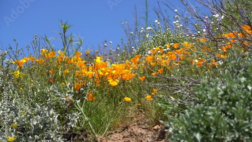 California Super Bloom Wildflowers Popcorn Flowers and Poppy in Diamond Valley Lake USA photo