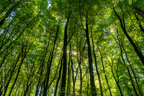 Bäume im Wald 