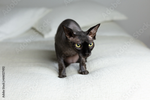 Fototapeta Naklejka Na Ścianę i Meble -  Black sphynx cat with weary expression crawling on bed getting ready to pounce