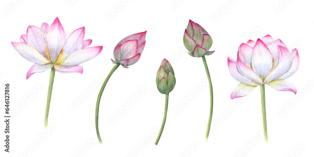 Set of delicate Water Lily, buds, stems. Pink bud, flower, Indian Lotus, Sacred Lotus. Watercolor illustration for wedding design, yoga center, poster, logo, label