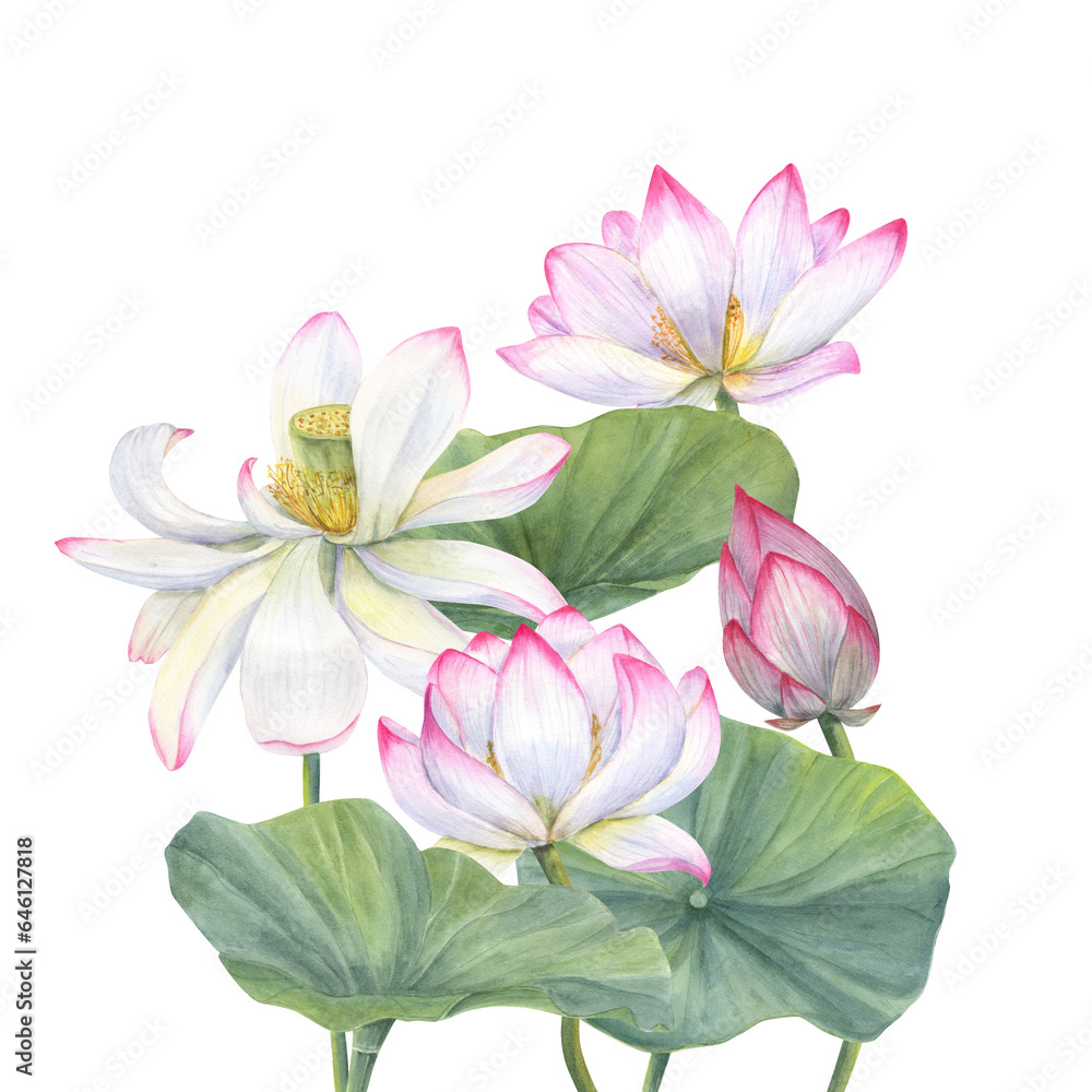 Bouquet with pink Lotus, Bud and Leaves. Aquatic plant, flower, leaf. Watercolor illustration with Delicate blooming Water Lily. Hand drawn composition for cosmetics packaging, spa center