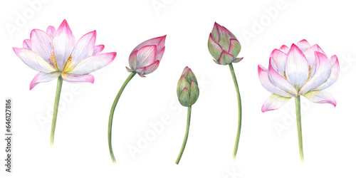 Set of delicate Water Lily  buds  stems. Pink bud  flower  Indian Lotus  Sacred Lotus. Watercolor illustration for wedding design  yoga center  poster  logo  label