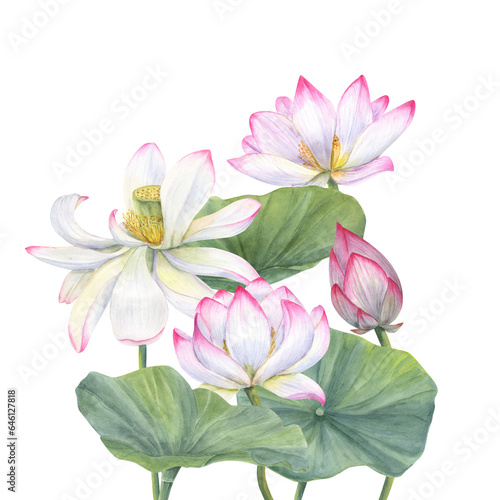 Bouquet with pink Lotus  Bud and Leaves. Aquatic plant  flower  leaf. Watercolor illustration with Delicate blooming Water Lily. Hand drawn composition for cosmetics packaging  spa center