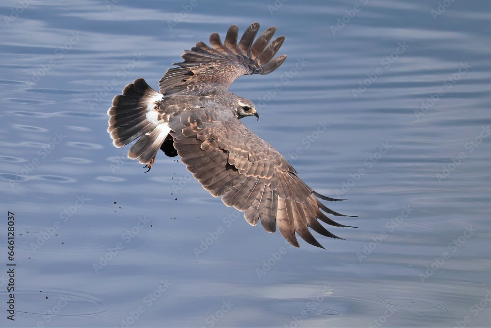 Endangered Snail Kite in Flight Paynes Prairie Micanopy Gainesville FL Endangered Snail Kite in Flight Paynes Prairie Micanopy Gainesville FL