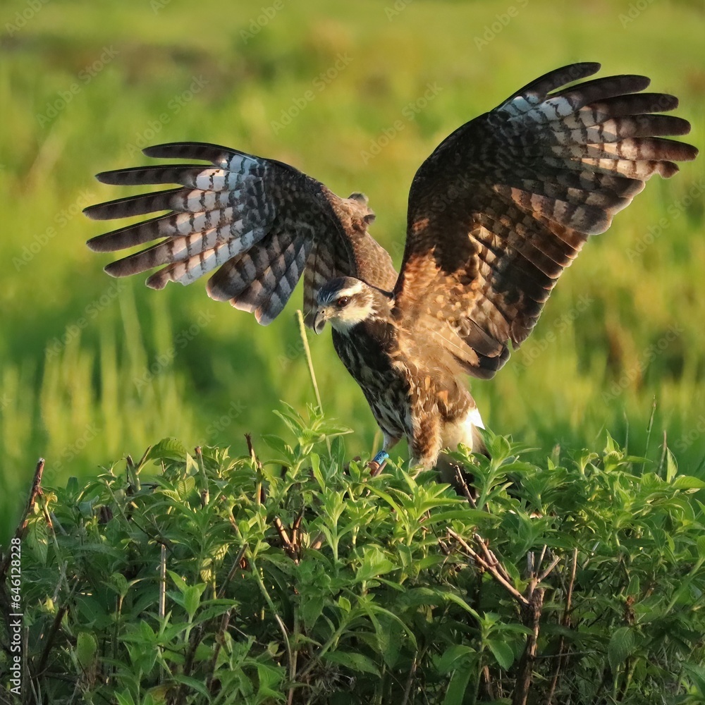Fototapeta premium Endangered Snail Kite Spread Wings Landing Paynes Prairie Micanopy Gainesville Florida