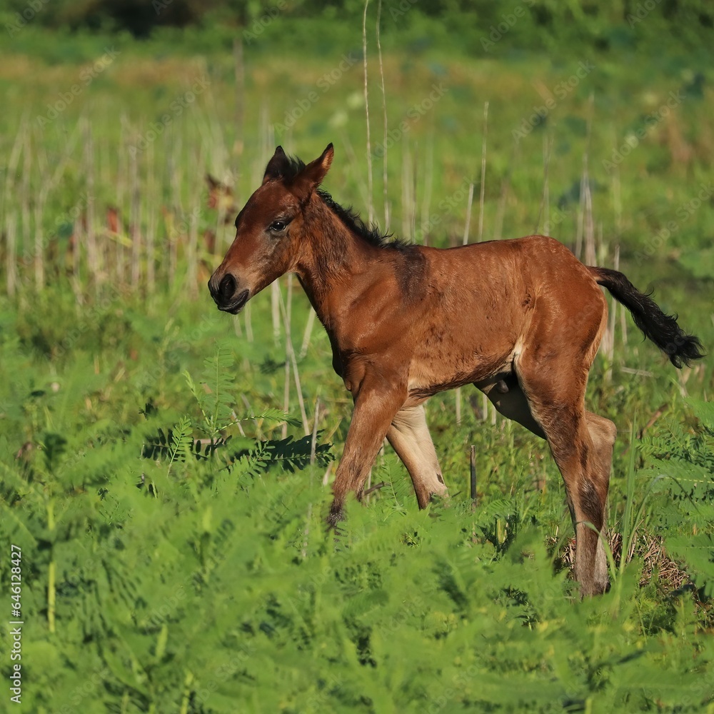 Darling Adorable Spanish Florida Cracker Horses Foal Colt at Paynes Prairie Preserve Gainesville Micanopy FL Darling Adorable Spanish Florida Cracker Horses Foal Colt at Paynes Prairie Preserve Gainesville Micanopy FL