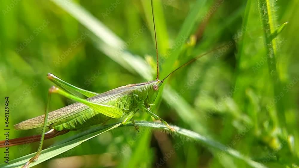 A green grasshopper on a green blade of grass, close-up A green grasshopper on a green blade of grass, close-up