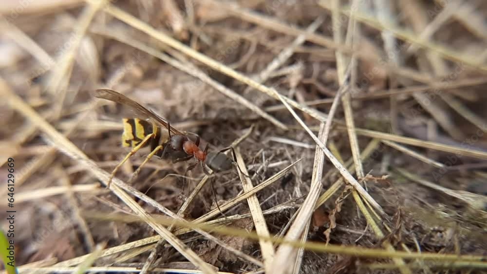 An ant drags a dead wasp into an anthill. Close-up video An ant drags a dead wasp into an anthill. Close-up video