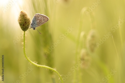 una farfalla comune blu su un bocciolo di papavero in primavera photo