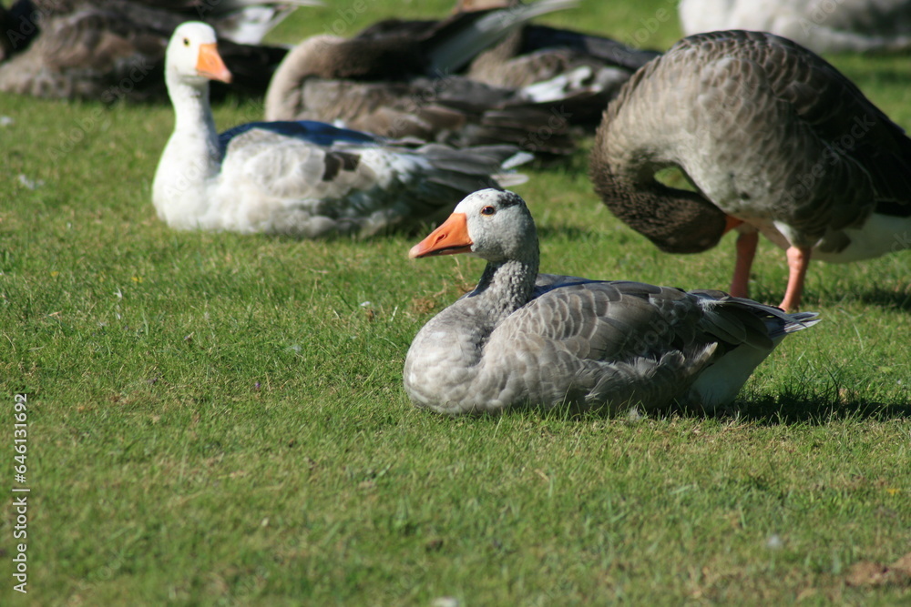 Fototapeta premium Group of geese resting