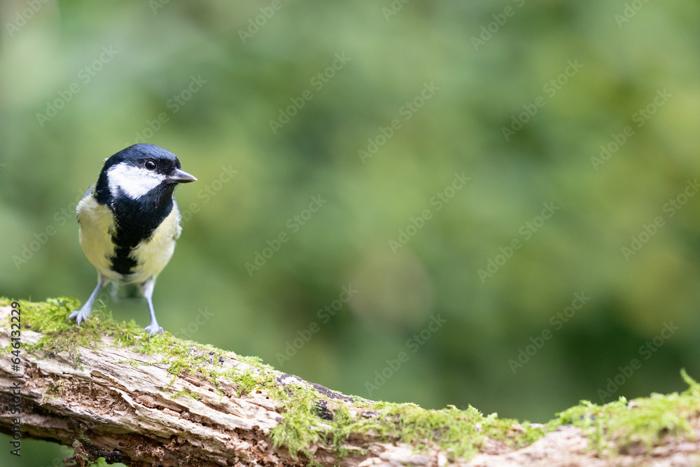 Beautiful Great Tit (Parus major) perched on a branch - Yorkshire, UK in September Beautiful Great Tit (Parus major) perched on a branch - Yorkshire, UK in September