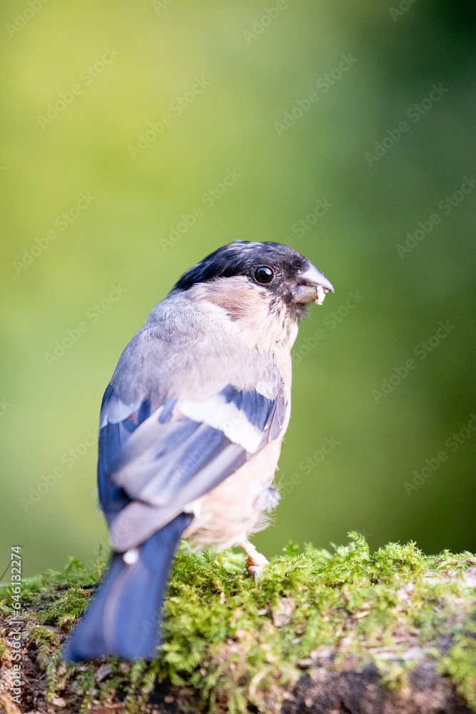 Obraz premium Beautiful Eurasian bullfinch (pyrrhula pyrrhula) female posing on wood, looking back towards the camera. Yorkshire, UK in September.