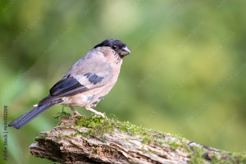 Obraz premium Beautiful Eurasian bullfinch (pyrrhula pyrrhula) female posing on wood. Yorkshire, UK in September.