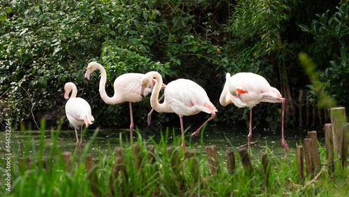 A flock of flamingos in a pond. Beautiful wild bird with long neck and legs. Nature and fauna