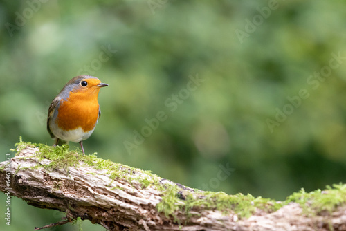 European Robin (Erithacus rubecula), facing copy space, perched on a branch - Yorkshire, UK in September © Helen