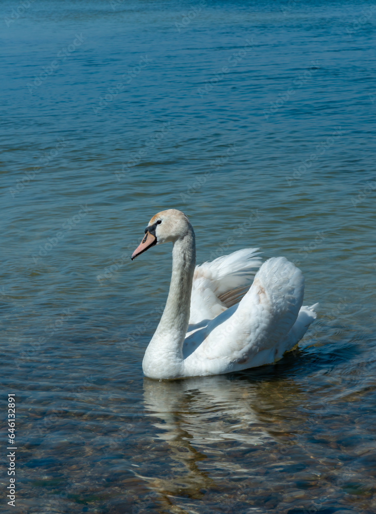 Mute swan (Cygnus olor), swan swims near the shore in Tiligul estuary, ukraine