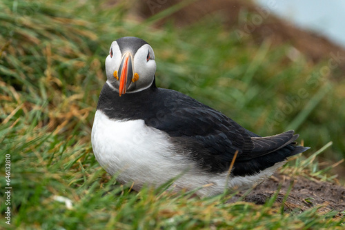 Close up portrait of a puffin, sitting. Iceland © MelissaMN