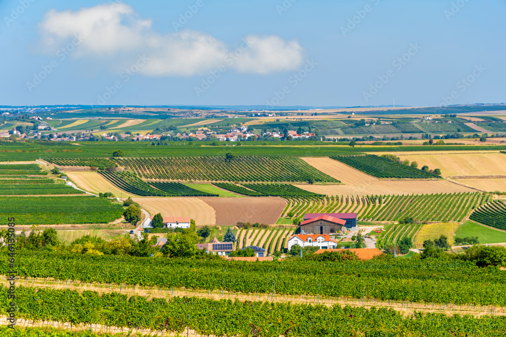 Beautiful summer countryside, rows of vineyards and fields, harvest, Austria.