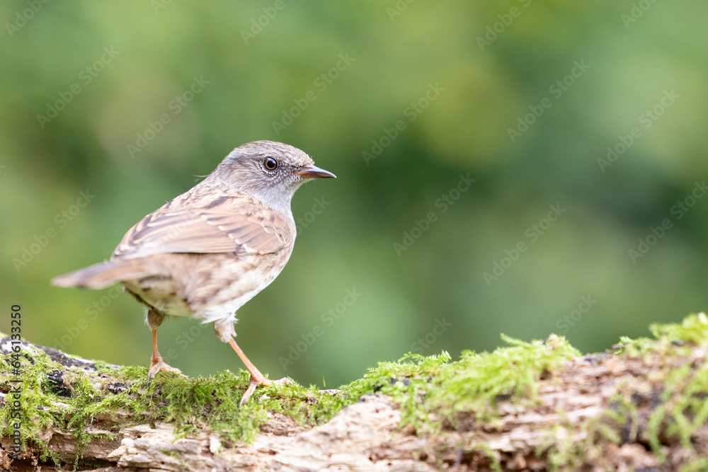 Beautiful, small, brown Dunnock (Prunella modularis) on a woodland log - Yorkshire, UK in September Beautiful, small, brown Dunnock (Prunella modularis) on a woodland log - Yorkshire, UK in September