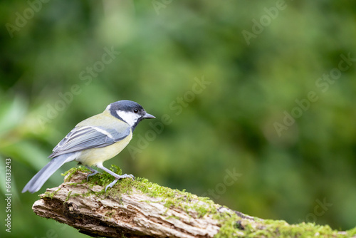 Beautiful Great Tit (Parus major) perched on a branch - Yorkshire, UK in September