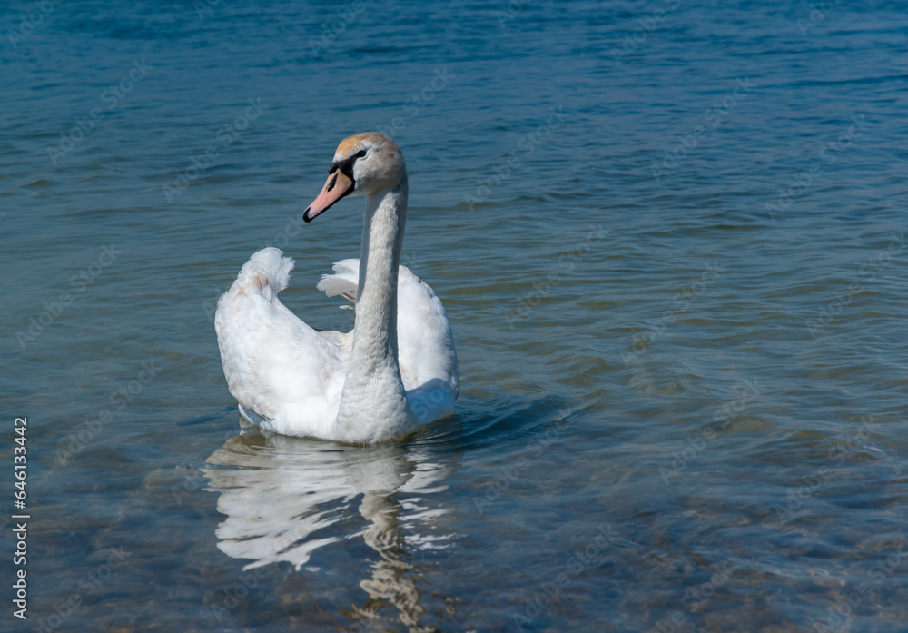 Mute swan (Cygnus olor), swan swims near the shore in Tiligul estuary, ukraine Mute swan (Cygnus olor), swan swims near the shore in Tiligul estuary, ukraine
