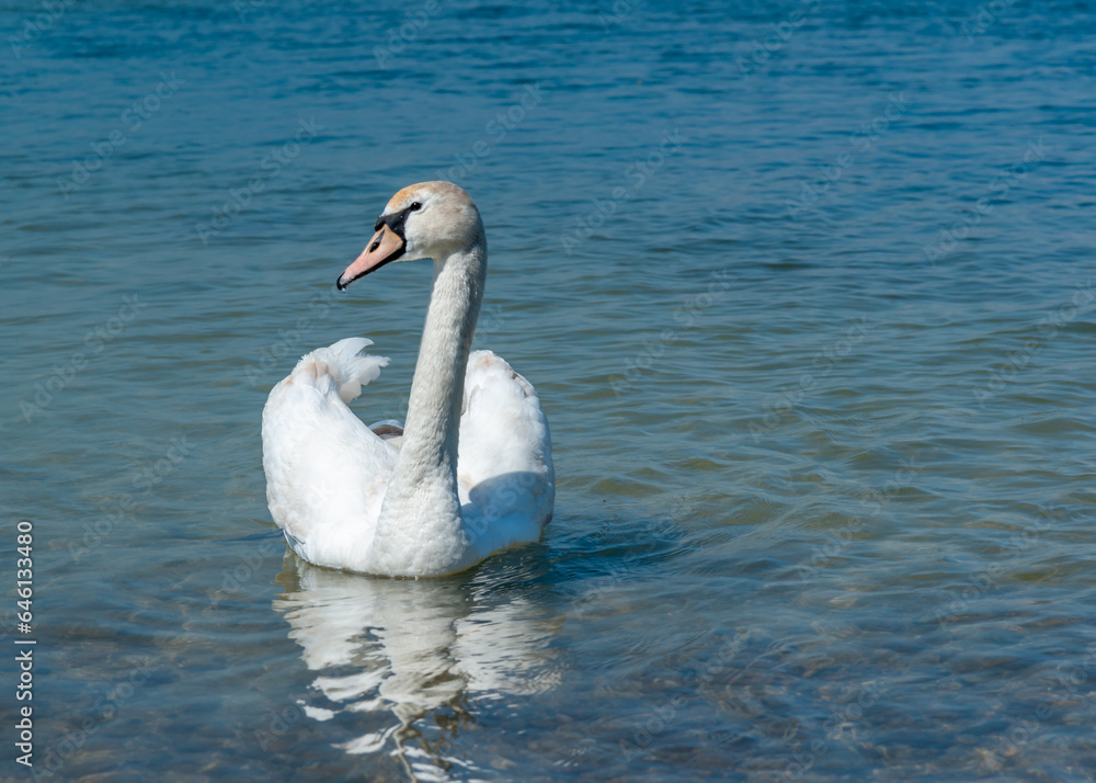 Mute swan (Cygnus olor), swan swims near the shore in Tiligul estuary, ukraine Mute swan (Cygnus olor), swan swims near the shore in Tiligul estuary, ukraine